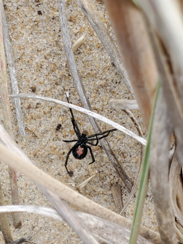 Southern Black Widow photo 6