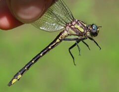 Phanogomphus quadricolor