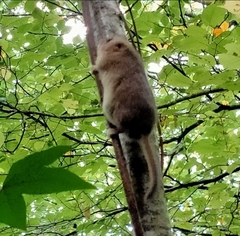 Muscardinus avellanarius