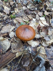 Cortinarius trivialis