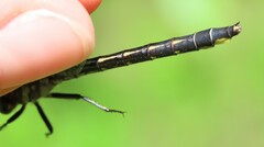 Phanogomphus quadricolor