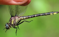 Phanogomphus quadricolor