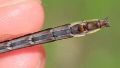 Phanogomphus quadricolor