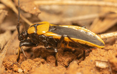 Ectrichodia crux