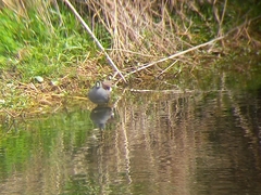 Porphyriops melanops