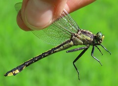 Phanogomphus quadricolor