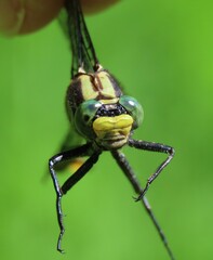 Gomphurus ventricosus