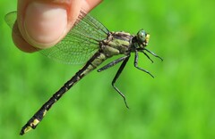 Gomphurus ventricosus