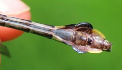 Gomphurus ventricosus