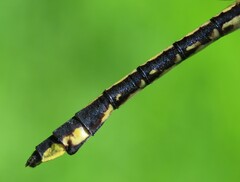 Gomphurus ventricosus