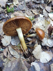 Cortinarius trivialis