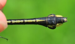 Gomphurus ventricosus