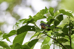 Microrhopias quixensis