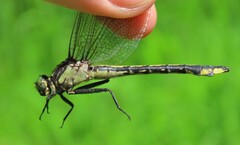 Gomphurus ventricosus