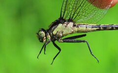 Gomphurus ventricosus