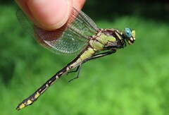 Gomphurus fraternus