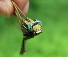 Gomphurus fraternus