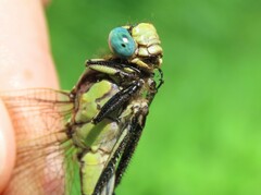 Gomphurus fraternus