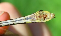 Gomphurus fraternus