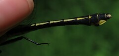 Gomphurus fraternus