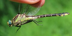 Gomphurus fraternus