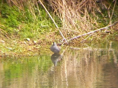 Porphyriops melanops