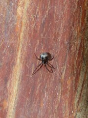 Steatoda grossa