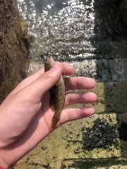 Hexagrammos otakii