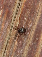 Steatoda grossa