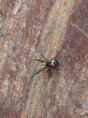 Steatoda grossa