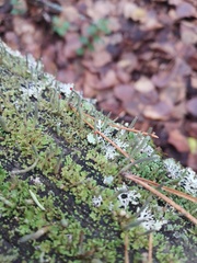 Cladonia macilenta