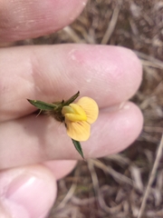 Stylosanthes