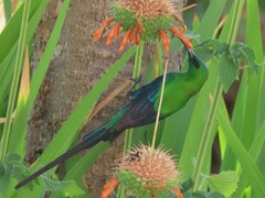 Nectarinia famosa famosa