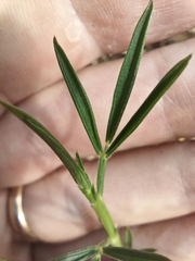 Stylosanthes