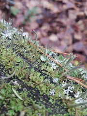Cladonia macilenta
