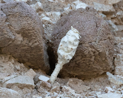 Podaxis pistillaris