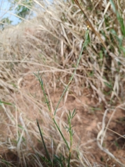 Stylosanthes
