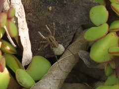 Pardosa