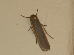 Sozusa scutellata