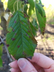 Wilsonomyces carpophilus