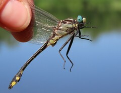 Gomphurus fraternus