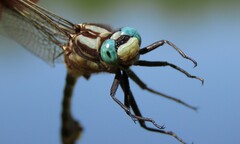 Gomphurus fraternus