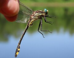 Gomphurus fraternus