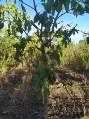 Wilsonomyces carpophilus