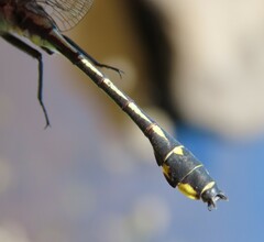 Gomphurus fraternus