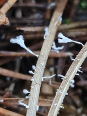 Xylaria filiformis