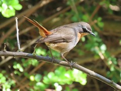 Cossypha caffra caffra