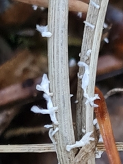 Xylaria filiformis