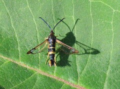 Synanthedon