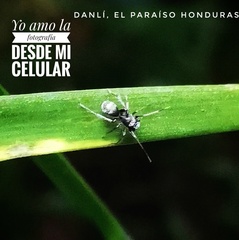 Corinnidae